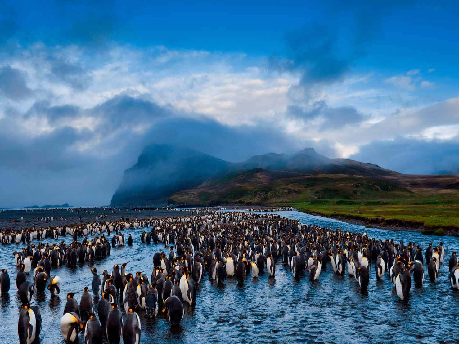 The National Geographic Desktop Penguin Wallpaper