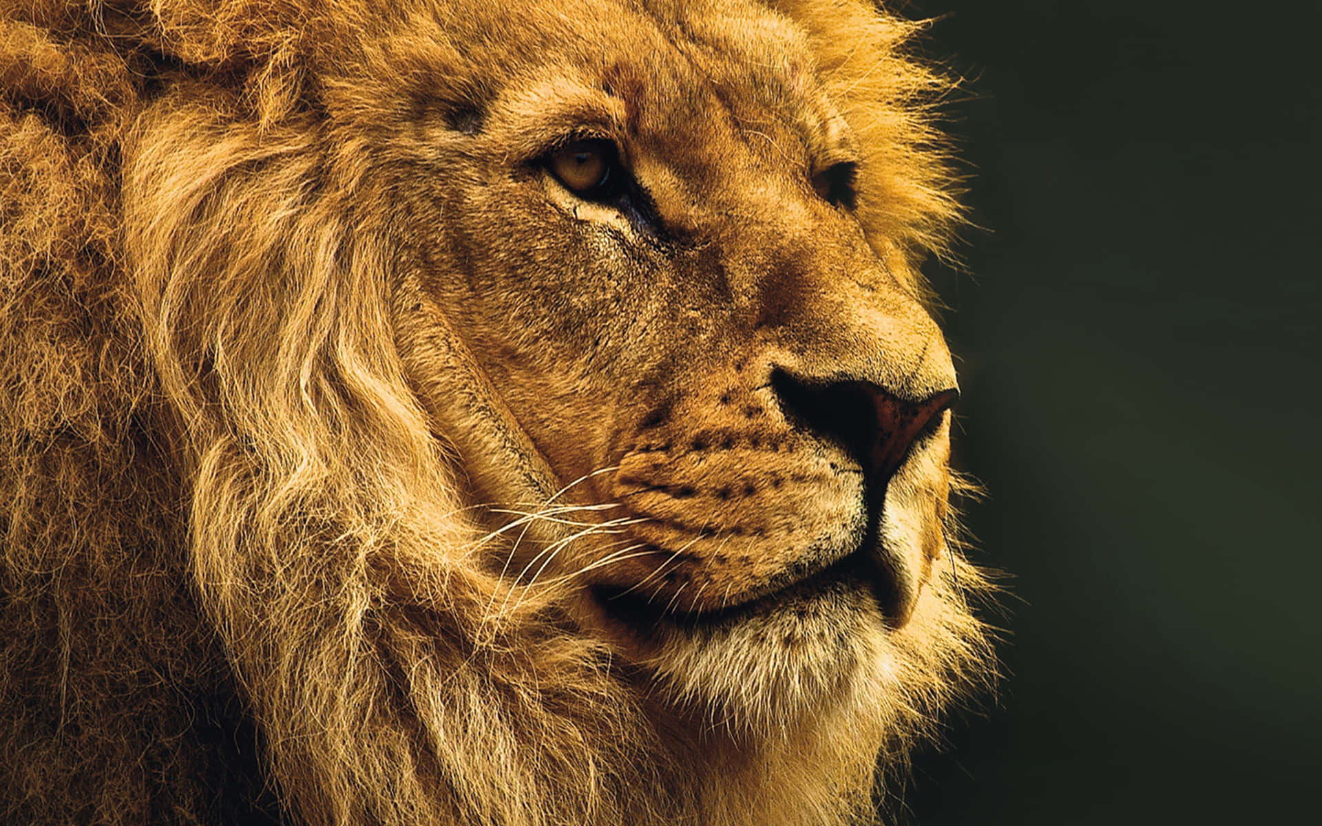 The Lion's Head National Geographic Desktop Wallpaper