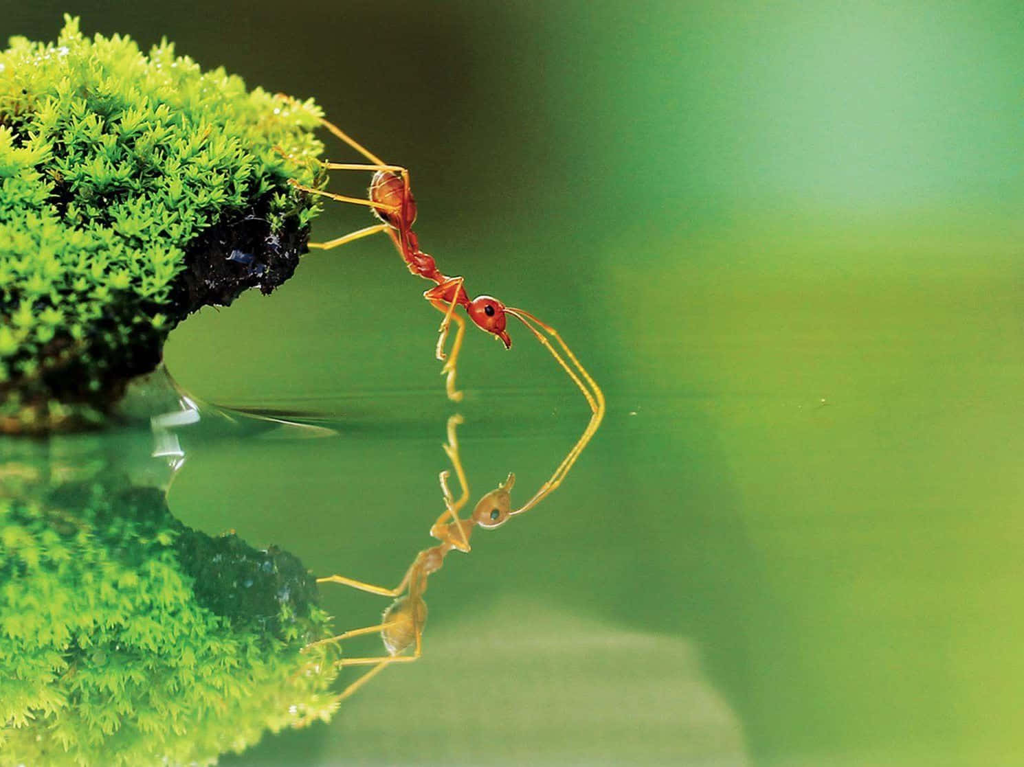 Genießedie Schönheit Der Natur Mit Diesem National Geographic Desktop Hintergrundbild. Wallpaper
