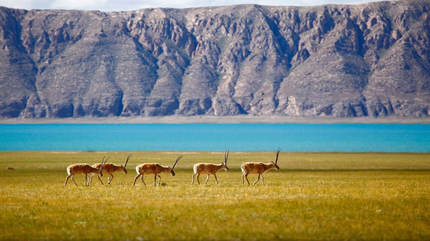 National Geographic Desktop Antelope Wallpaper