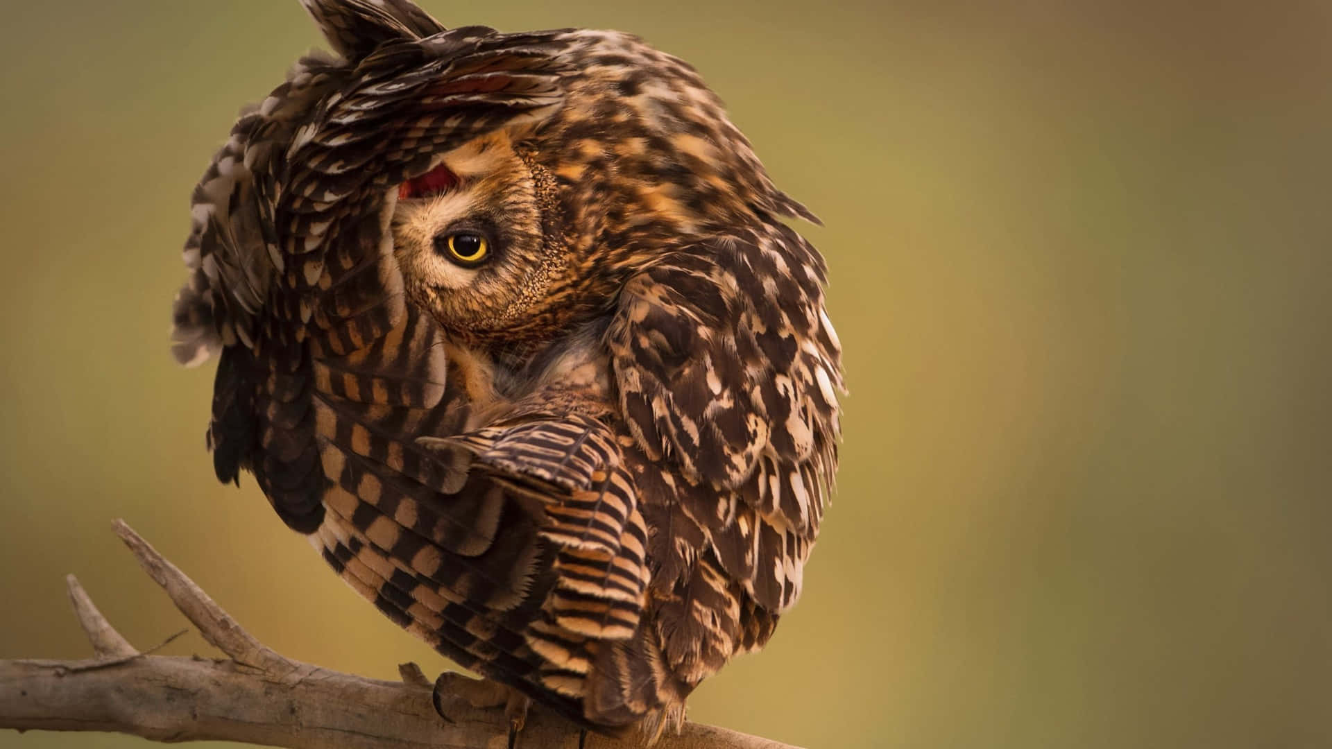 Owl As National Geographic Desktop Wallpaper