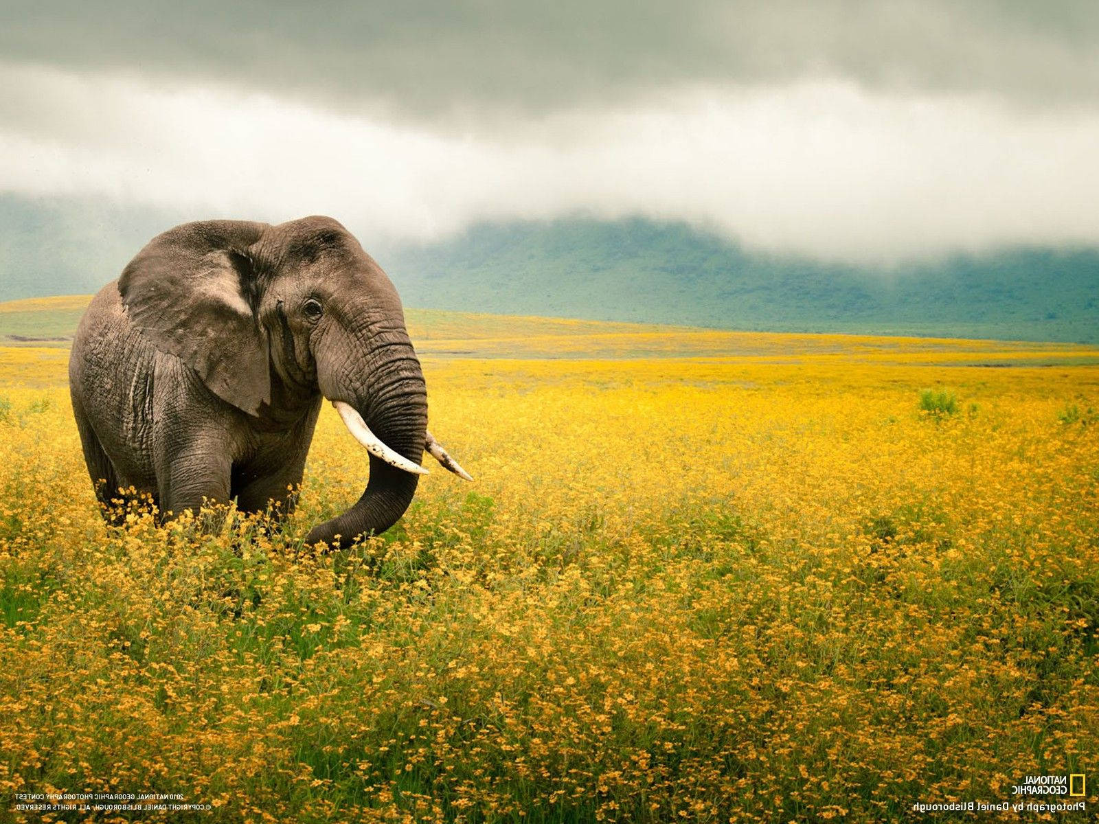 National Geographic Elephants Flower Field Wallpaper
