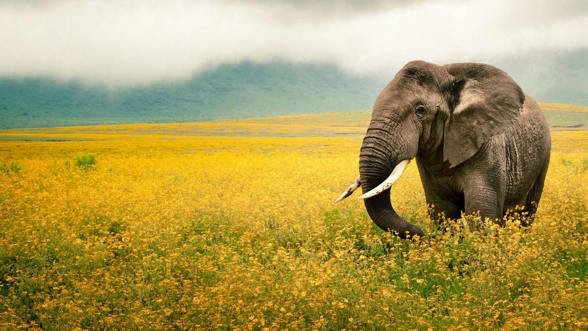 National Geographic Elephants Yellow Flower Wallpaper