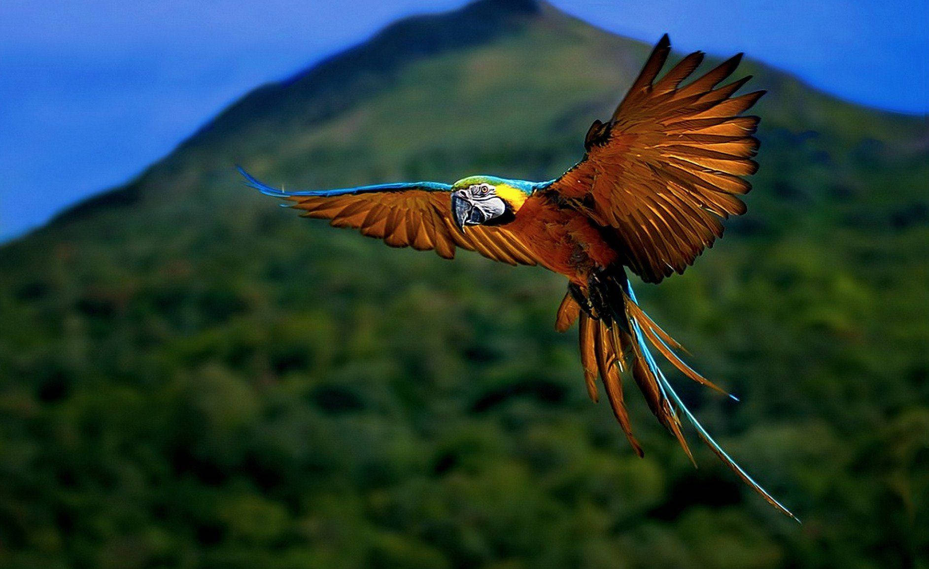 National Geographic Flying Parrot Wallpaper