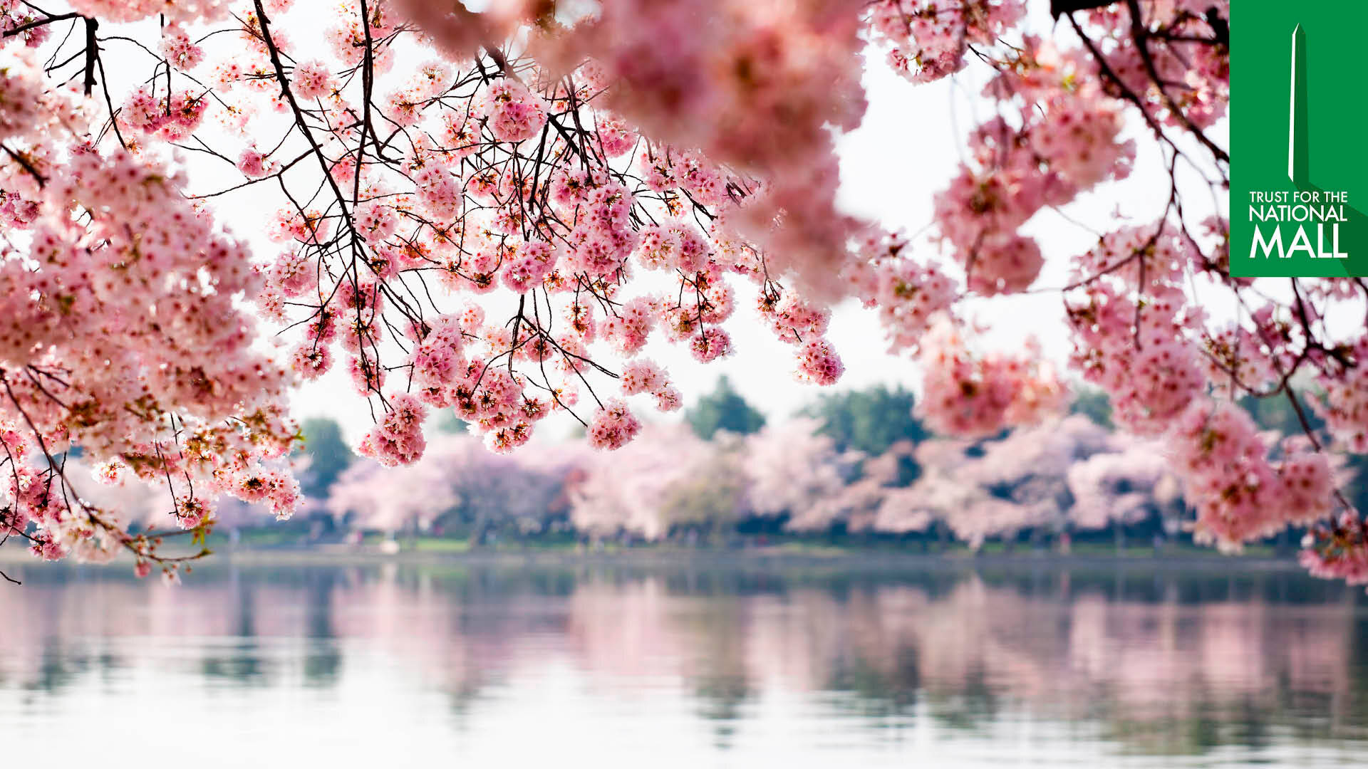 National Mall Cherry Blossom Daytime Wallpaper