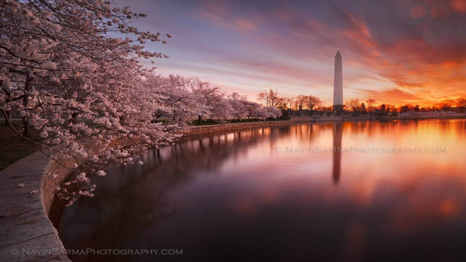 National Mall Cherry Blossom Purple Wallpaper