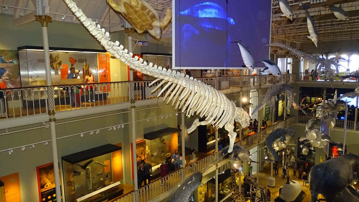 National Museumof Scotland Whale Skeleton Exhibit Wallpaper