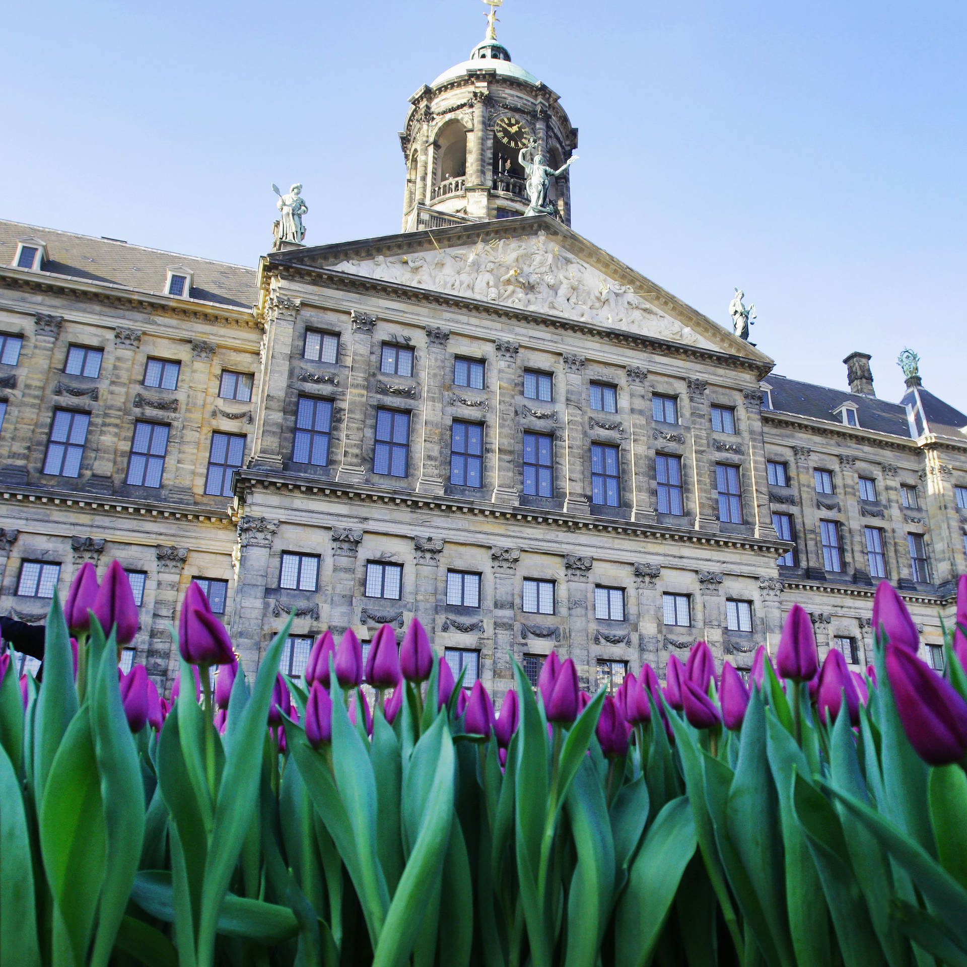 National Tulip Day In Amsterdam Background