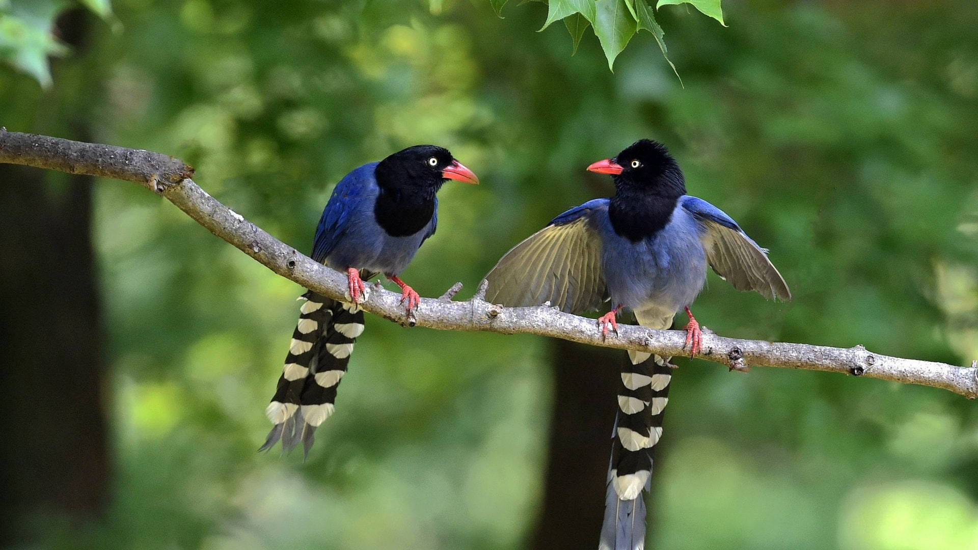 Native Birds In Taiwan