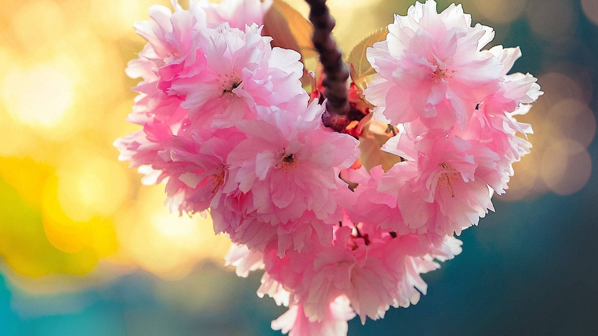 Natur Kærlighed Lyserøde Blomster Wallpaper