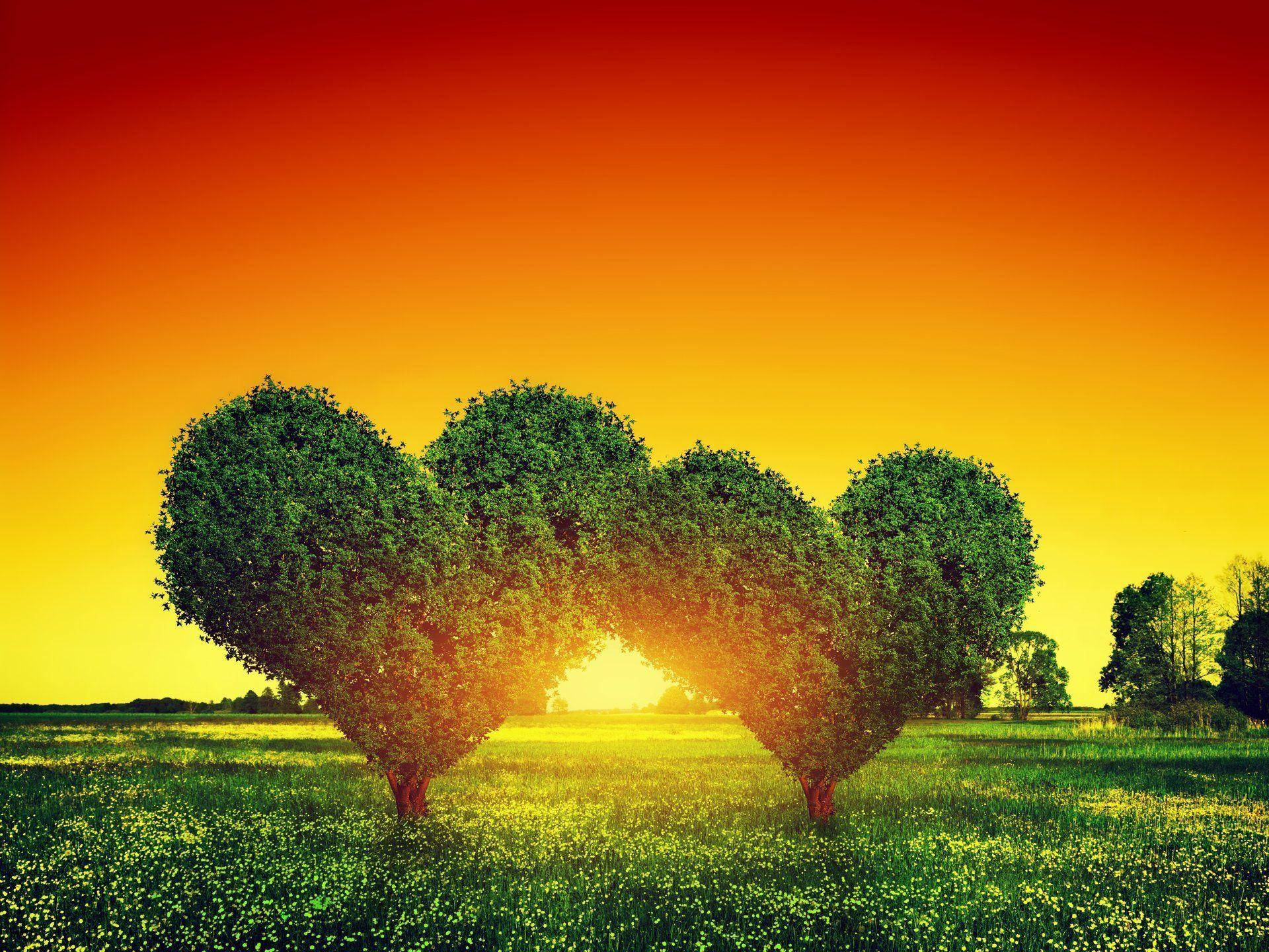 Natur Kærlighed Solnedgang Træer Wallpaper