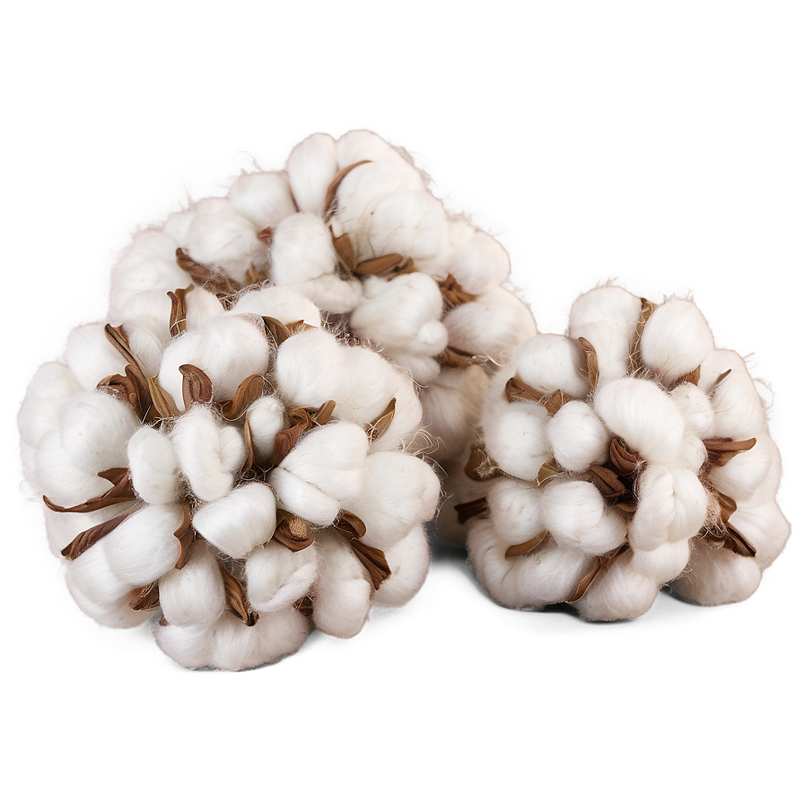 Natural Cotton Fibers Png Ayh77 PNG