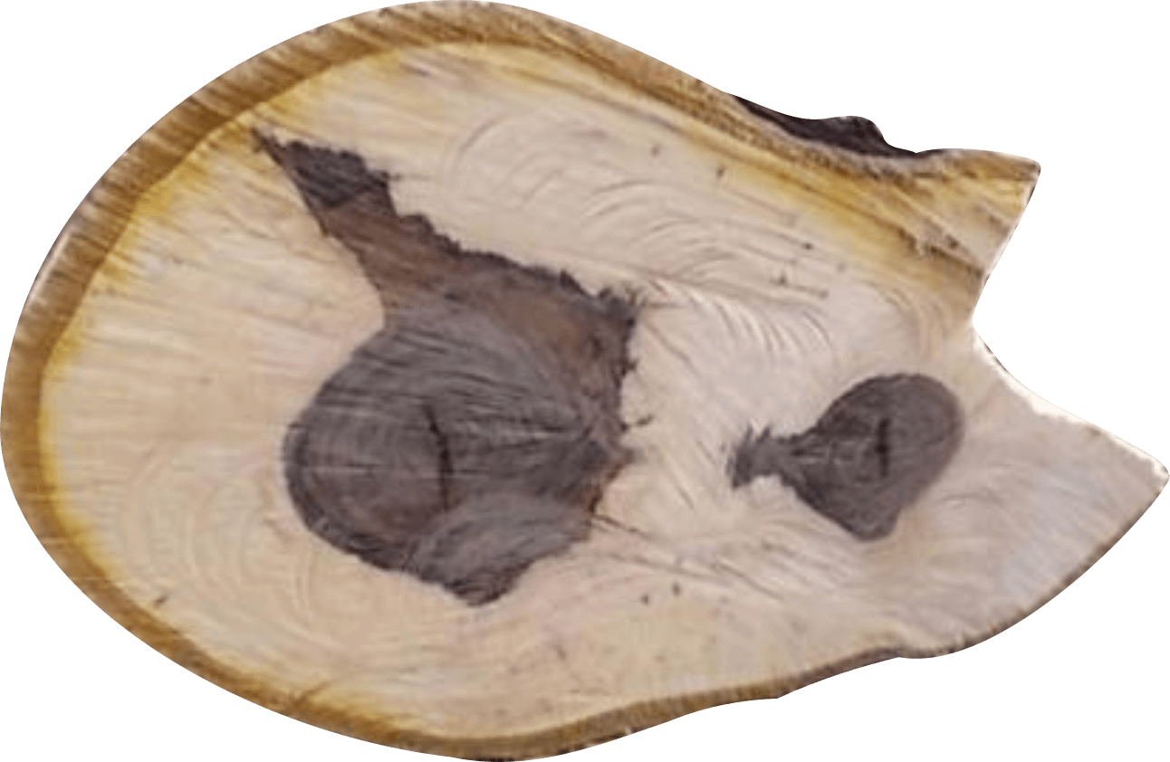 Natural Cross Section Wood Slice.jpg PNG