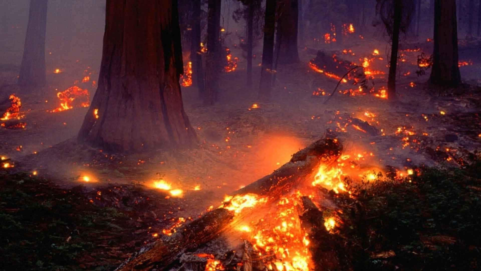 A Forest Fire Is Burning In The Middle Of A Forest