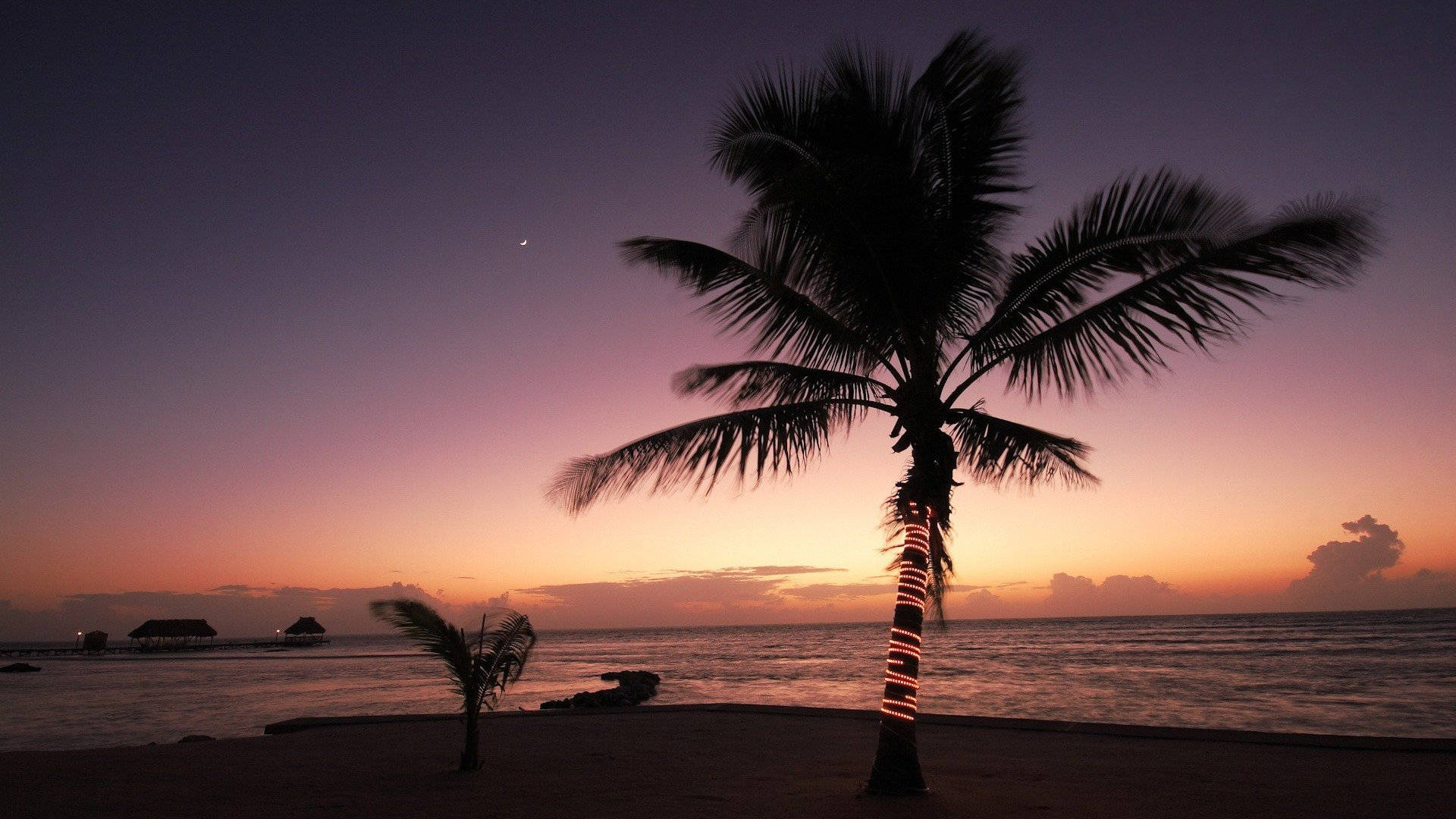 Árbolde Palma Gigante En La Playa Durante La Puesta De Sol Fondo de pantalla