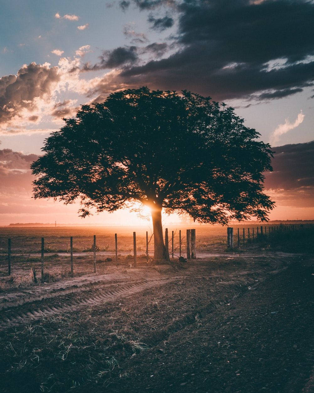 Natürlicherriesiger Baum Auf Dem Feld Während Des Sonnenuntergangs Wallpaper