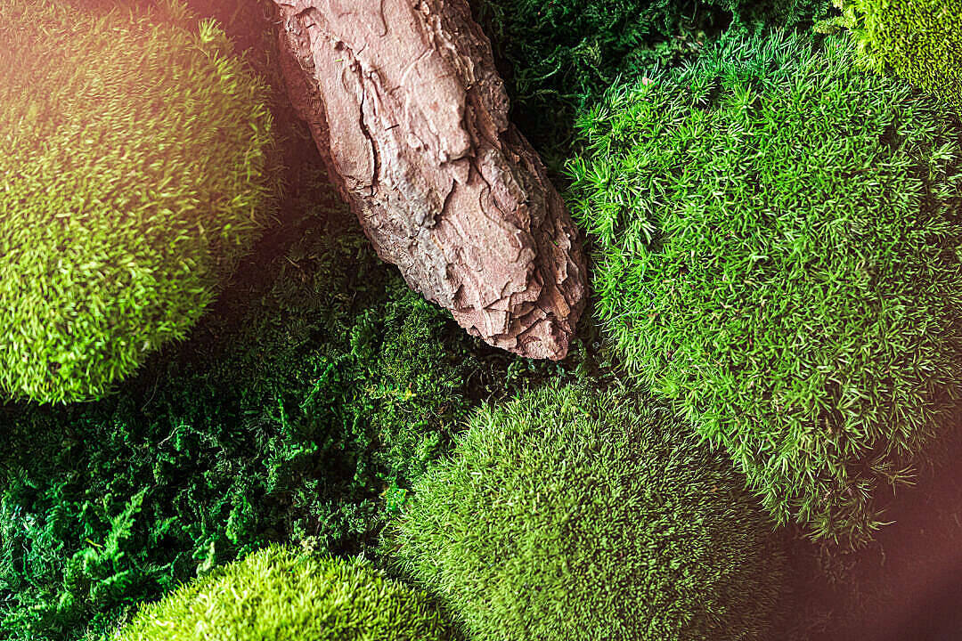Natural Green Moss Imac 4k Wallpaper