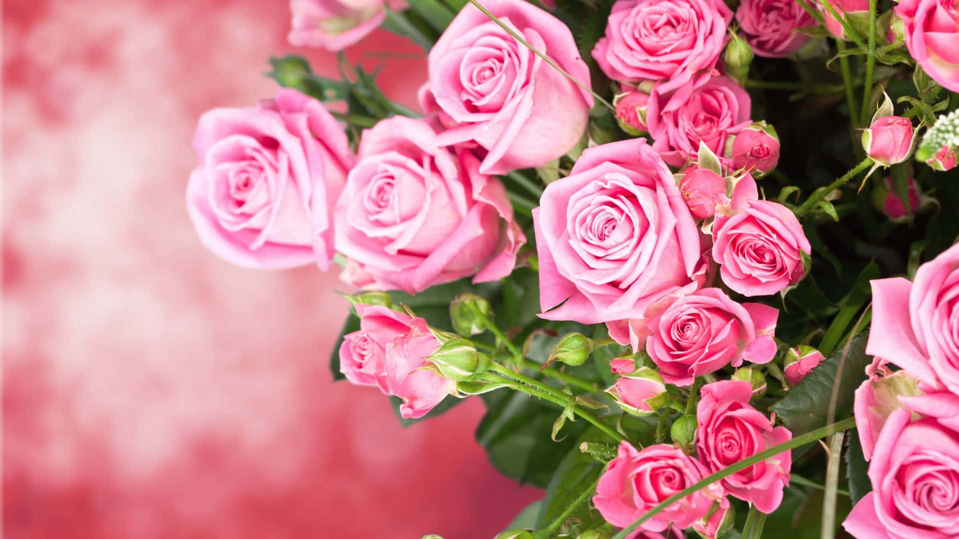 Ramode Rosas Rosas Naturales. Fondo de pantalla