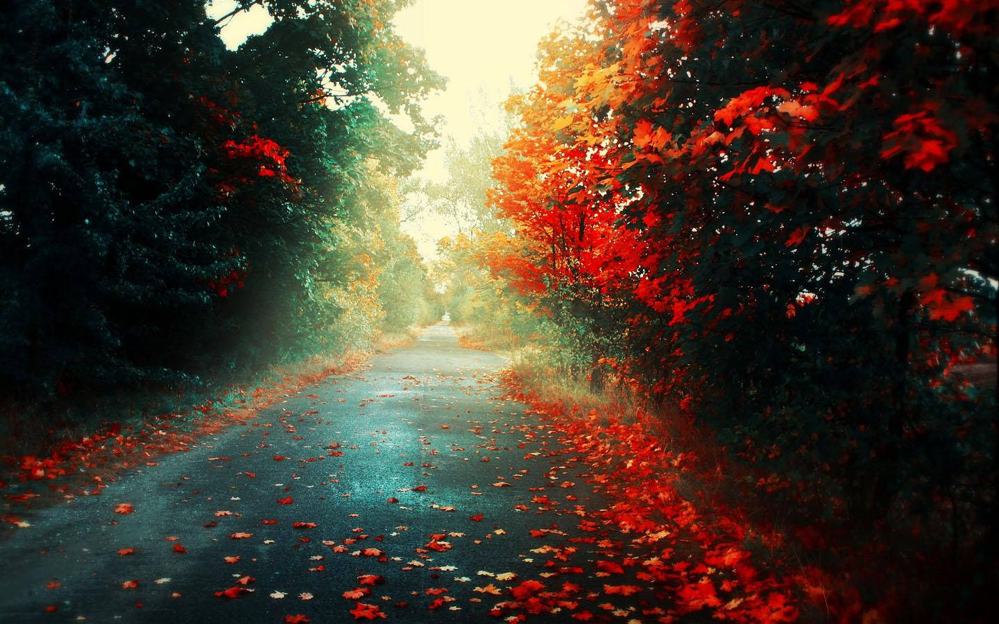 Natürlicherweg Mit Herbstbäumen Wallpaper