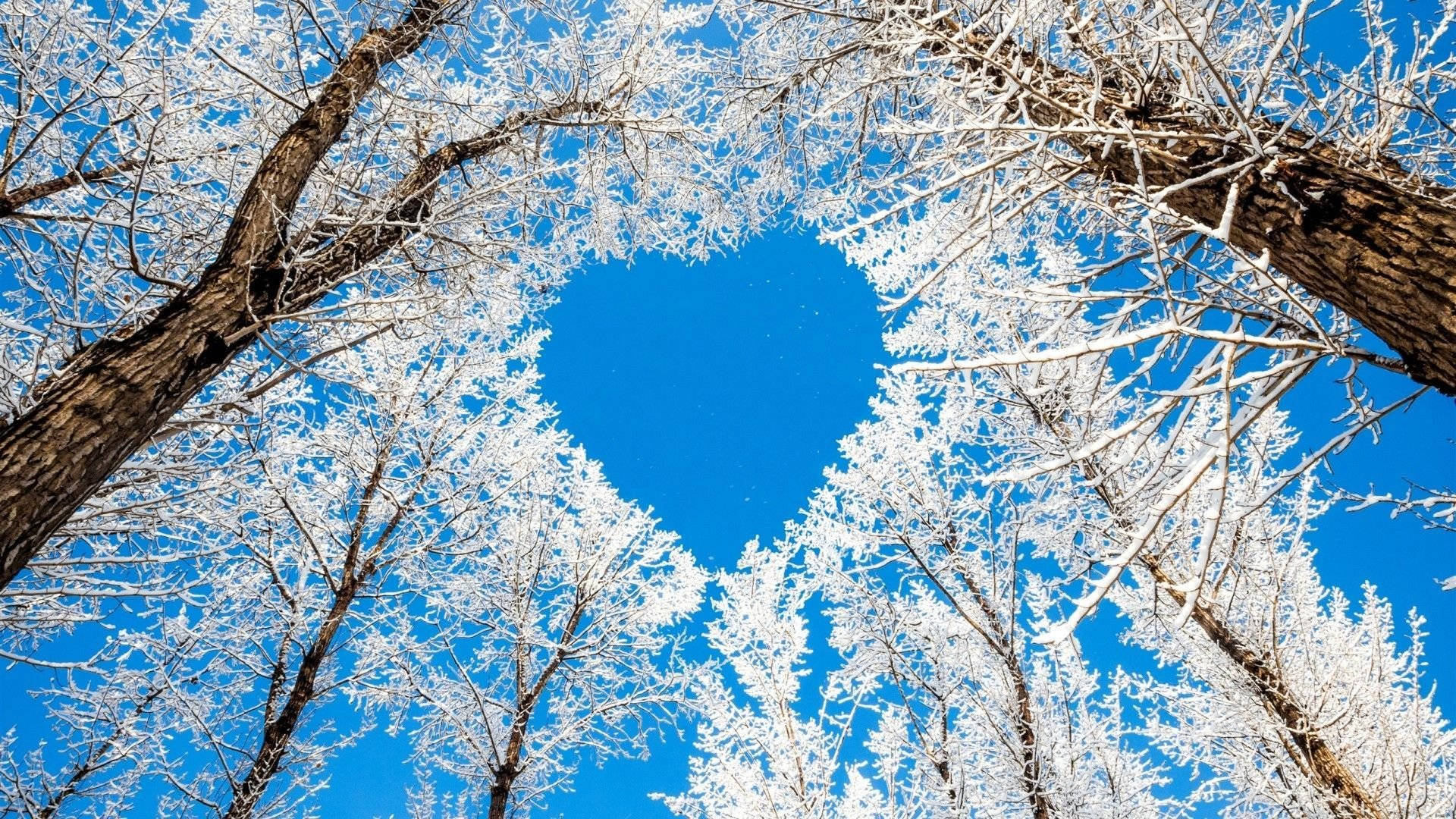 Natural Trees With Snow Heart Wallpaper