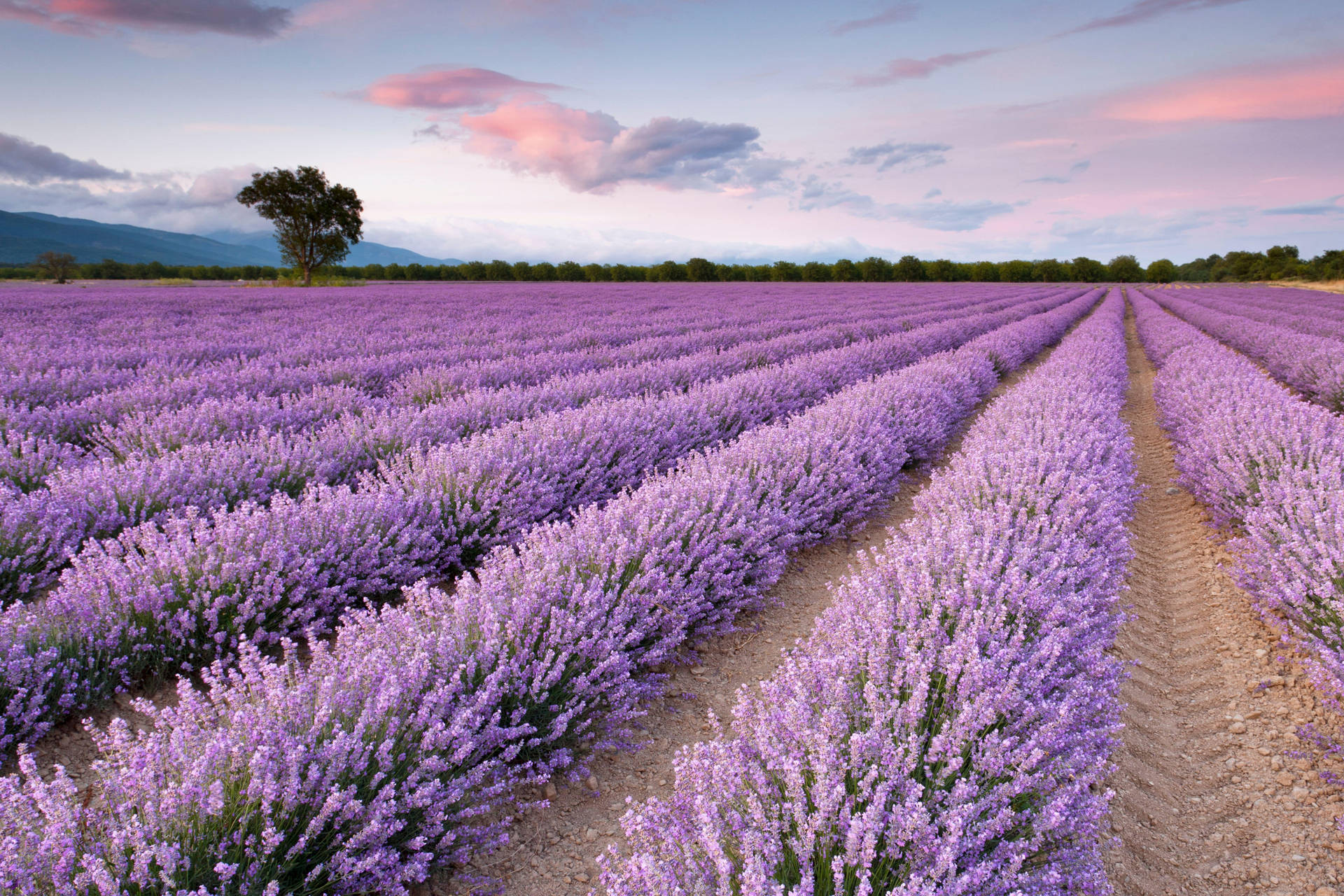 Nature 4k Lavender Field Wallpaper