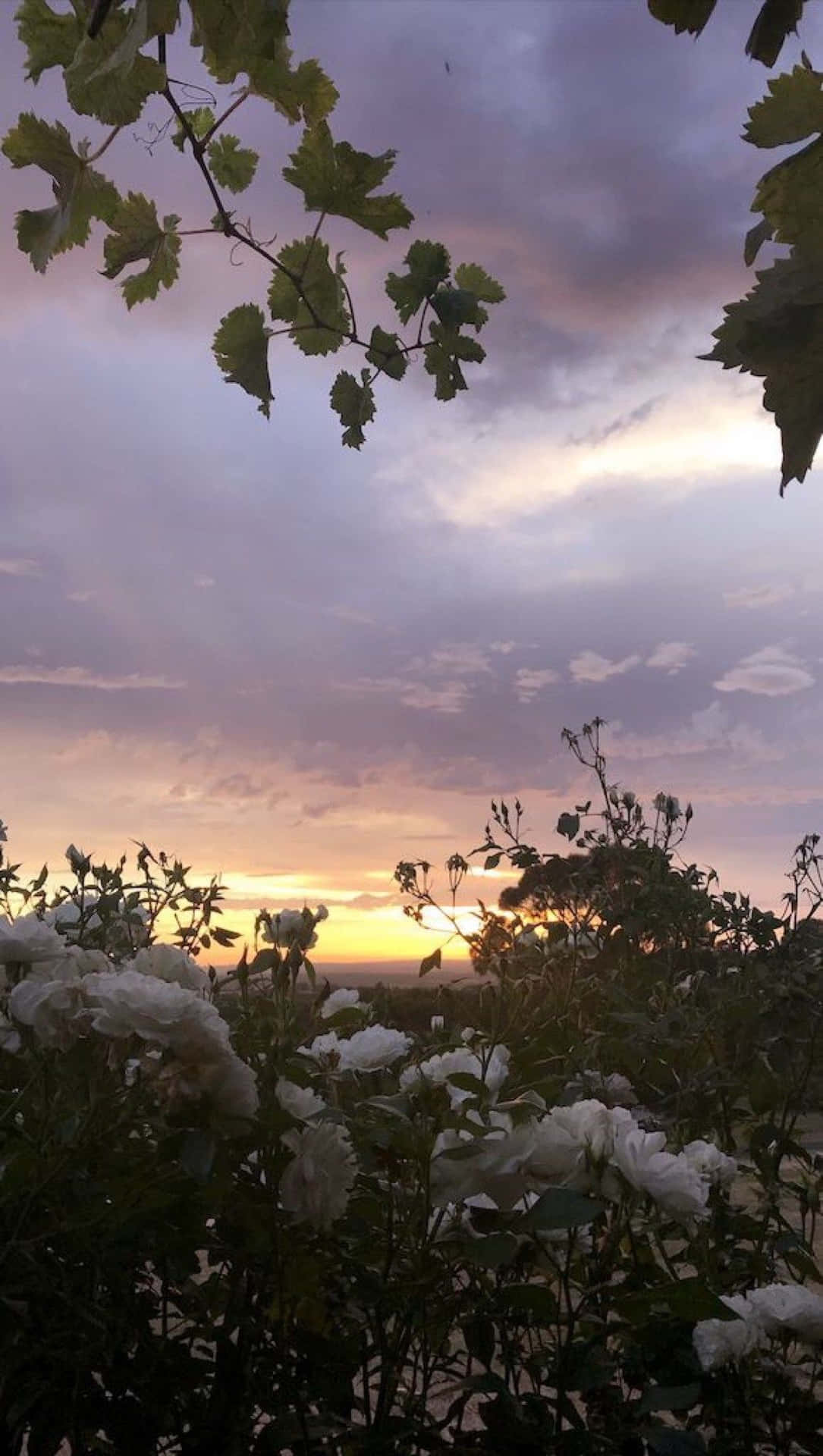 Et solnedgang over et felt af hvide blomster. Wallpaper