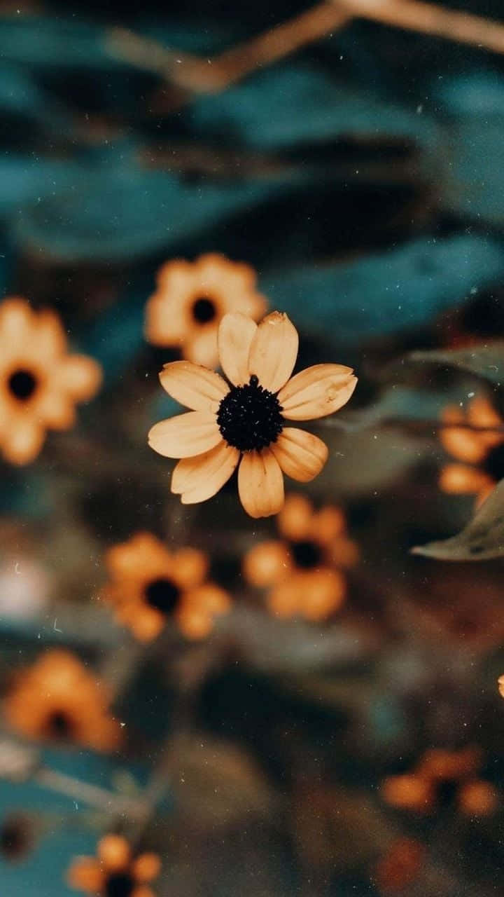 Gelbeblumen Makroaufnahme Natürliche Ästhetik Handy Wallpaper