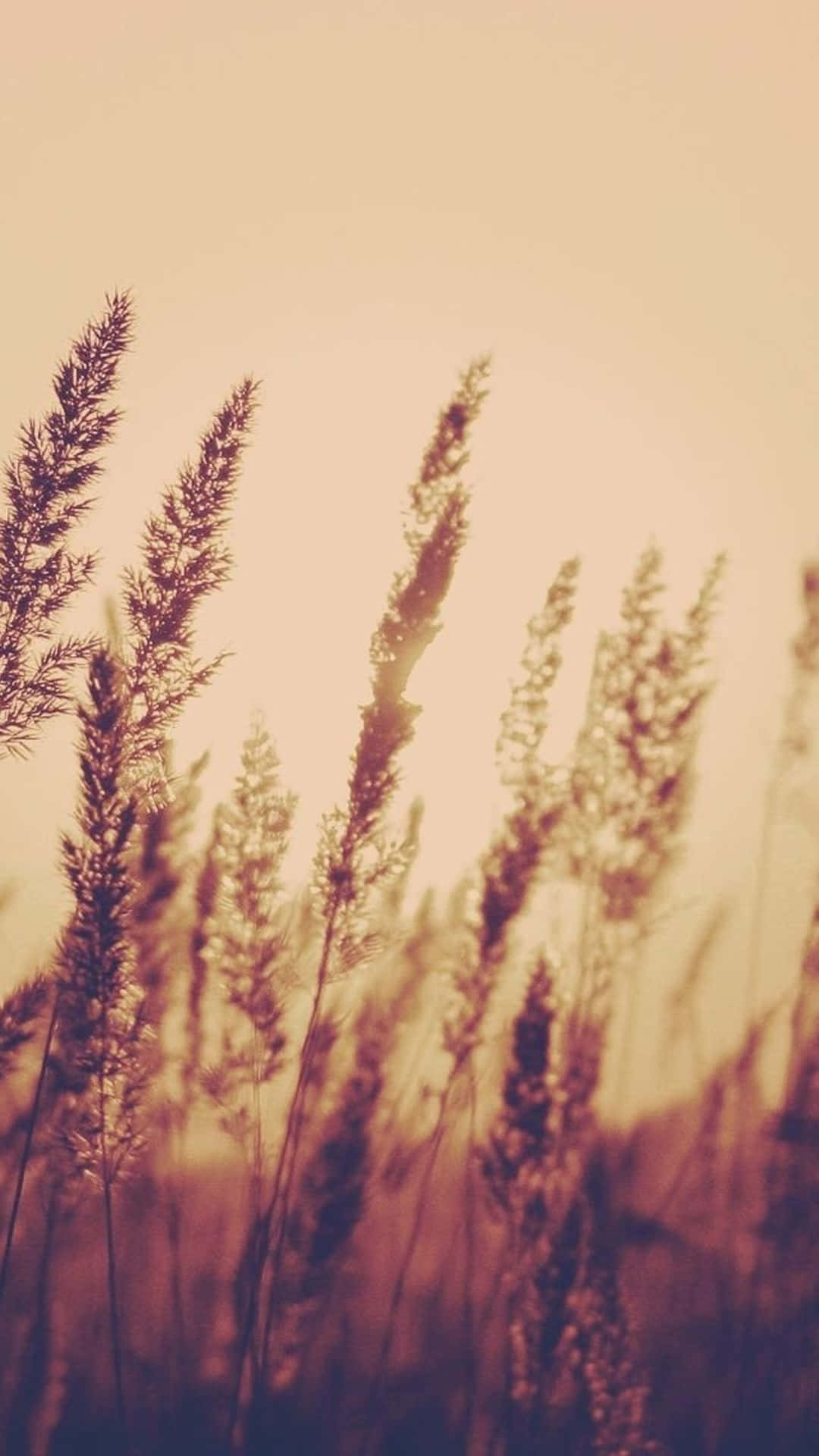 Dry Grass Sunset Nature Aesthetic Phone Wallpaper