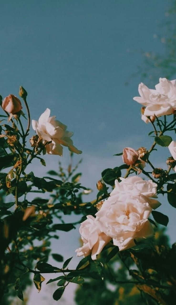 Hvid roser naturens æstetiske telefon baggrund Wallpaper