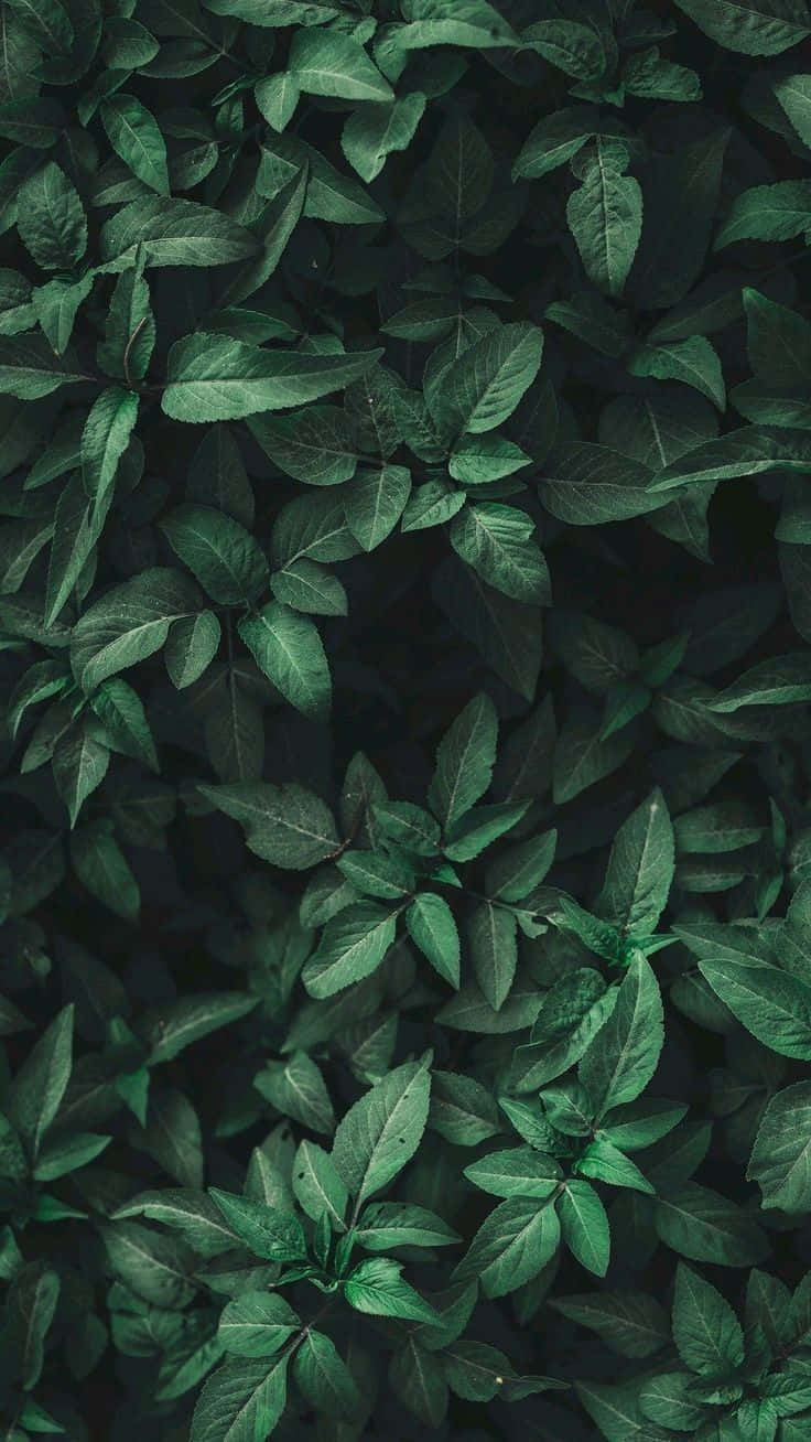 Green Leaves Nature Aesthetic Phone Wallpaper
