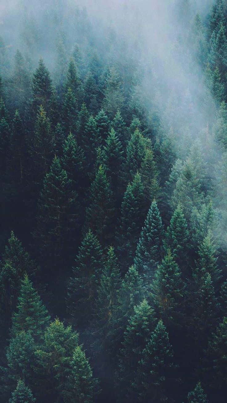 Árbolesde Pinos Con Niebla Y Estética Natural Para Teléfono. Fondo de pantalla