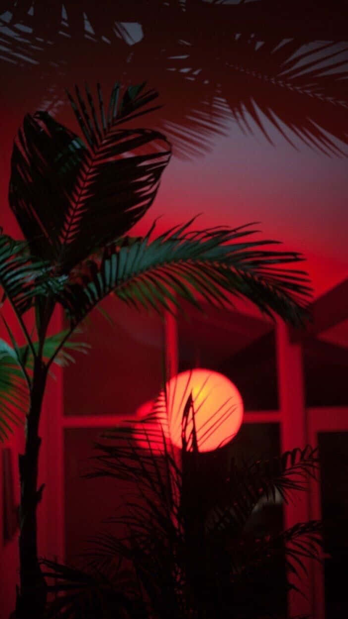 A Palm Tree In The Dark Wallpaper