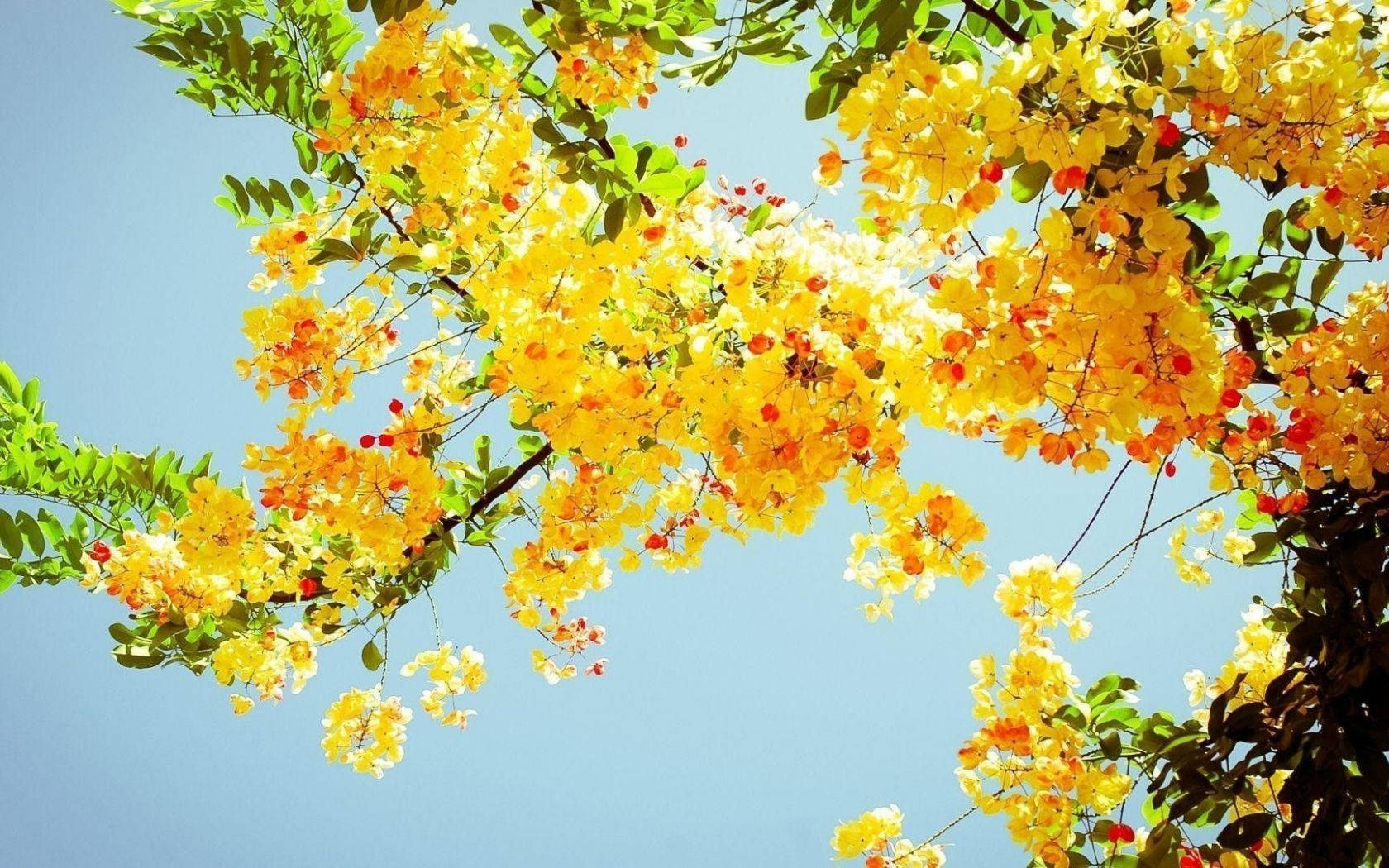 Naturalezaestética: Flores Amarillas En Un Árbol Para Ordenador. Fondo de pantalla