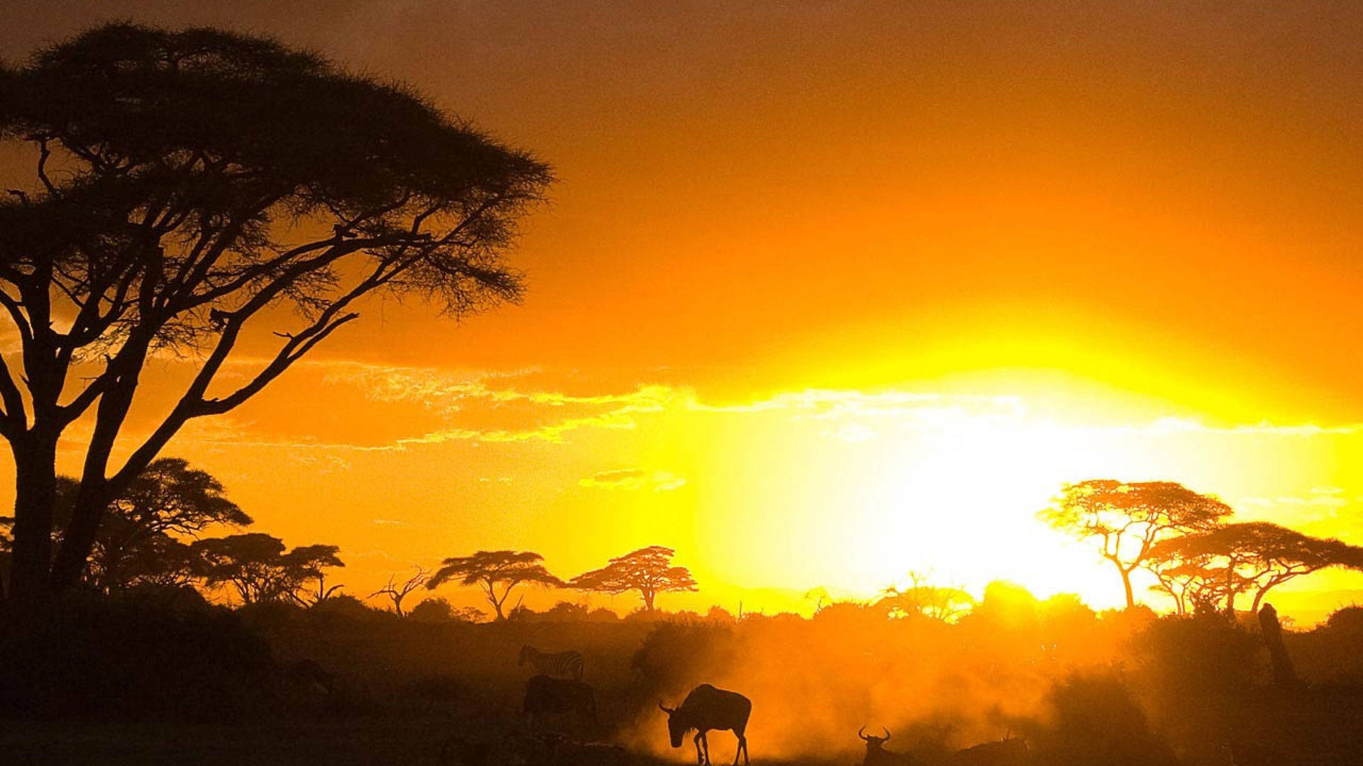 Naturoch Djurliv I Kenya. Wallpaper