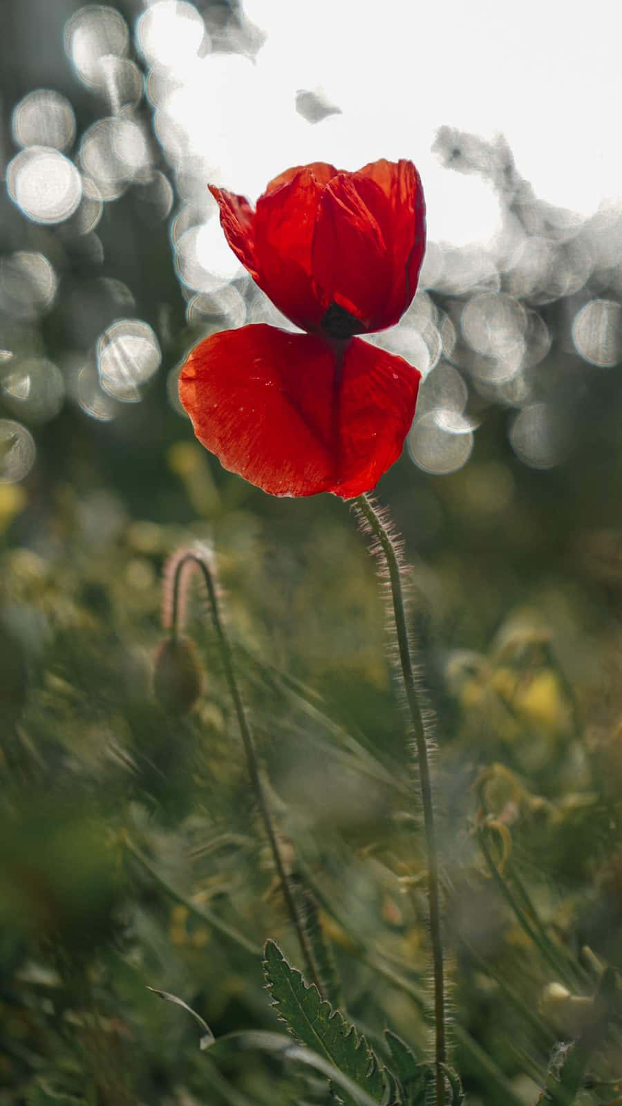 Rød Poppy Flower Nature Android HD Wallpaper Wallpaper