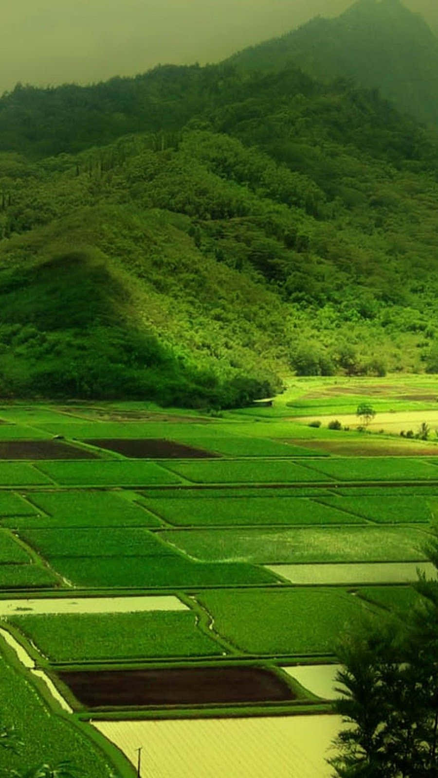 Rice Field Nature Android HD Wallpaper