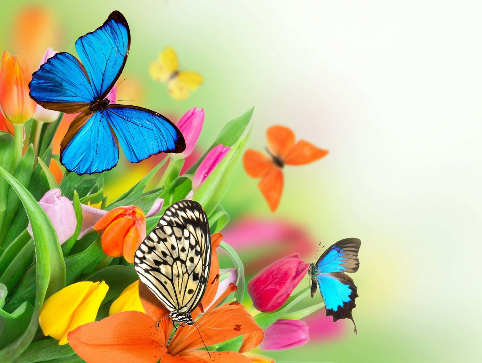 Nature Awakening: A Spring Butterfly In Full Bloom Wallpaper