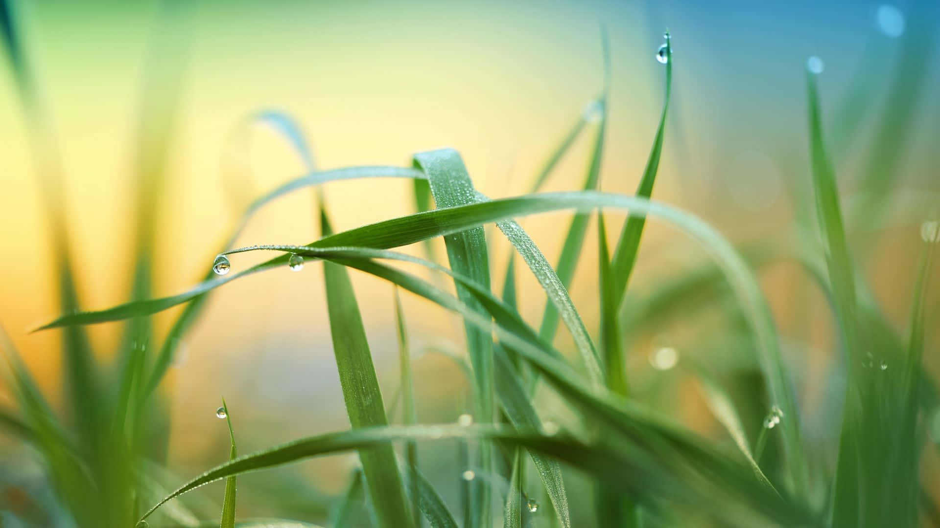 Beautiful nature-blurred background