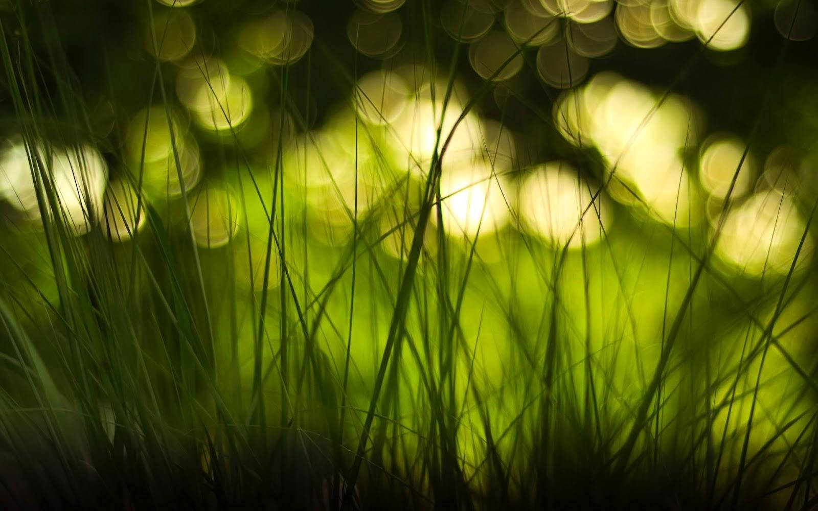 Nature Blur Grass And Sun Light