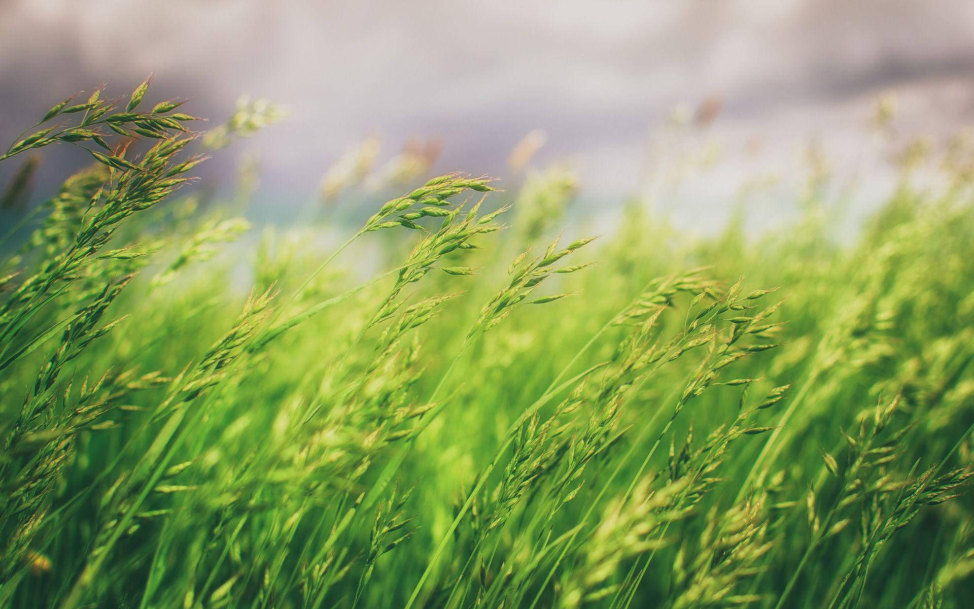 Nature Blur Tall Grass