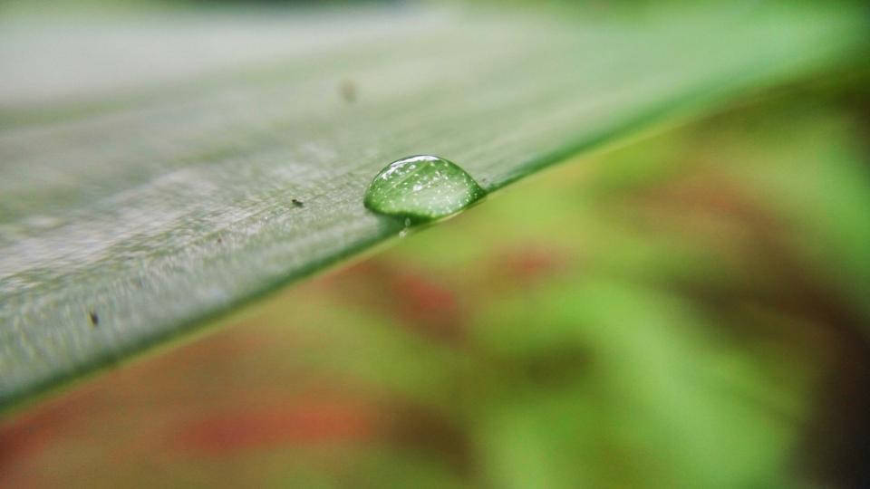 Nature Blurred Dew Background