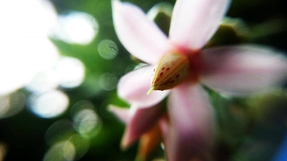 Nature Blurred White Jasmine Background