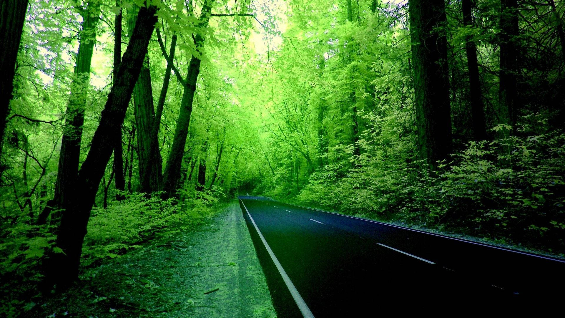 Nature Computer Forest Road Wallpaper