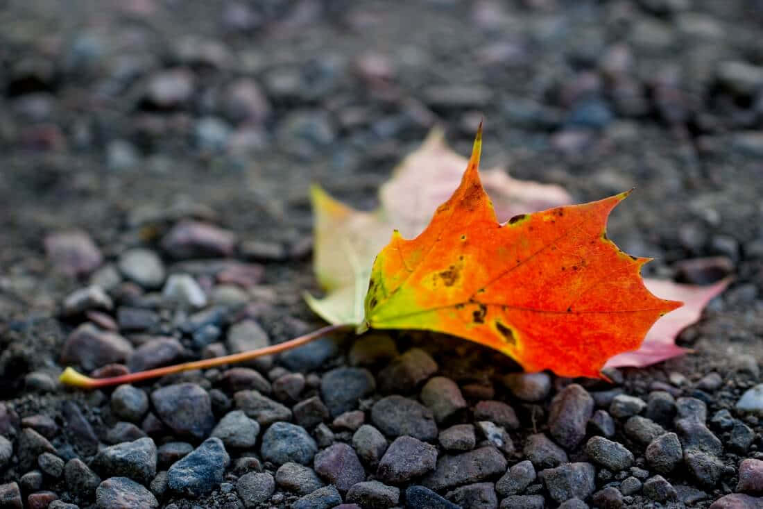 Goditila Colorata Bellezza Della Natura In Autunno.