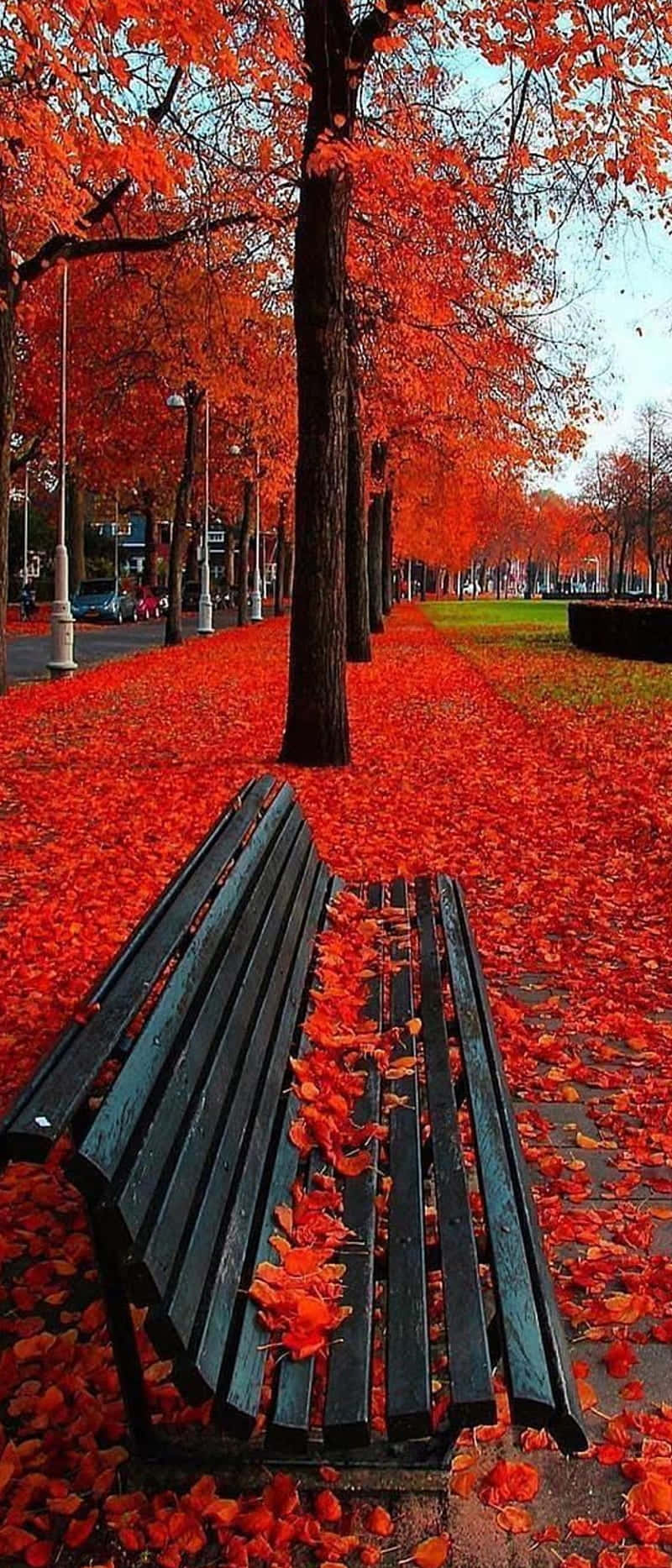 "Autumn Awe - Enjoy the beauty of fall"