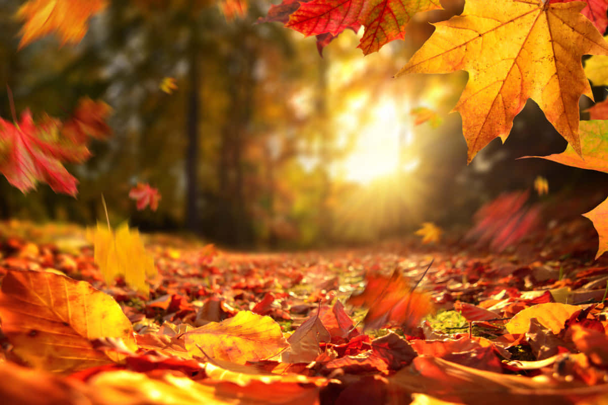 Njutav Höstens Färger (på Din Dator Eller Mobila Bakgrundsbild).