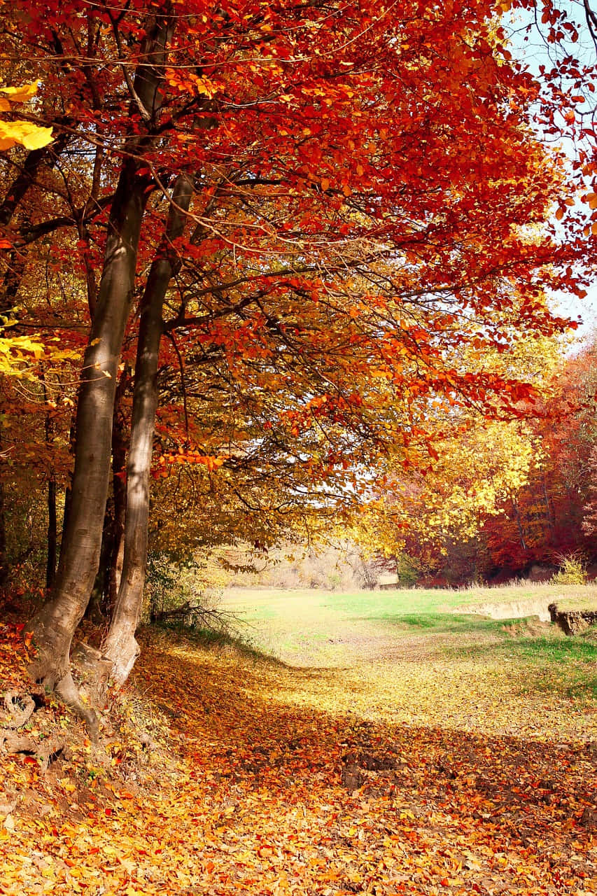 "Autumn Colors at Nature Fall"