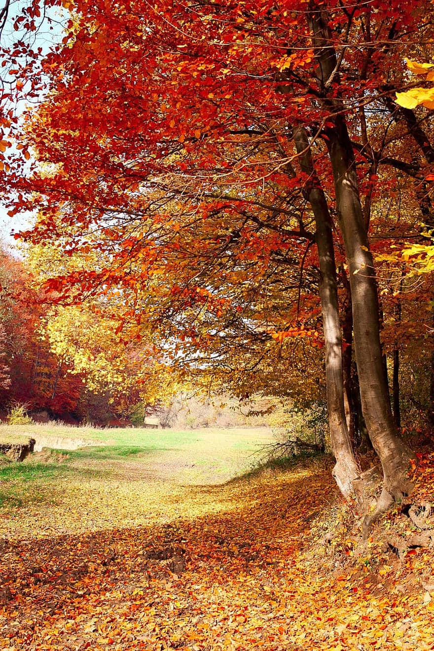 Taett Steg Tillbaka, Njut Av En Förändring Av Tempo, Och Beundra Skönheten I Naturen På Hösten.