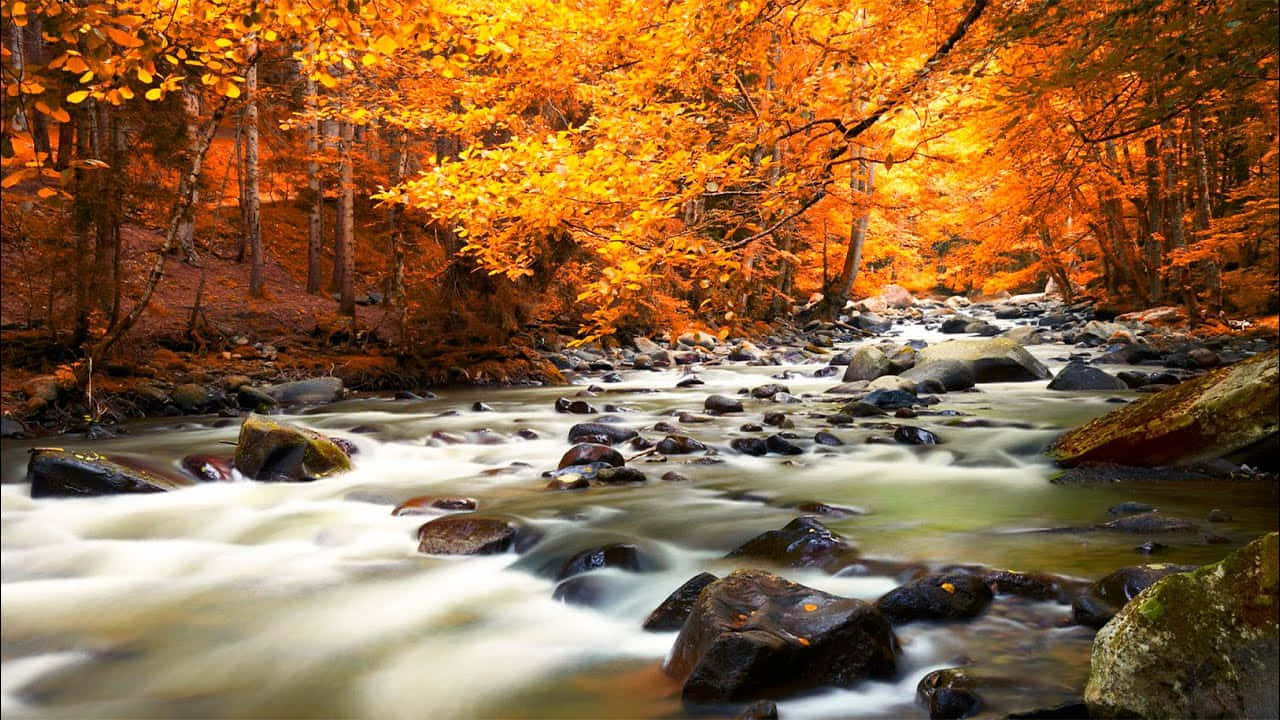 Enjoy the Beauty of Nature in Fall