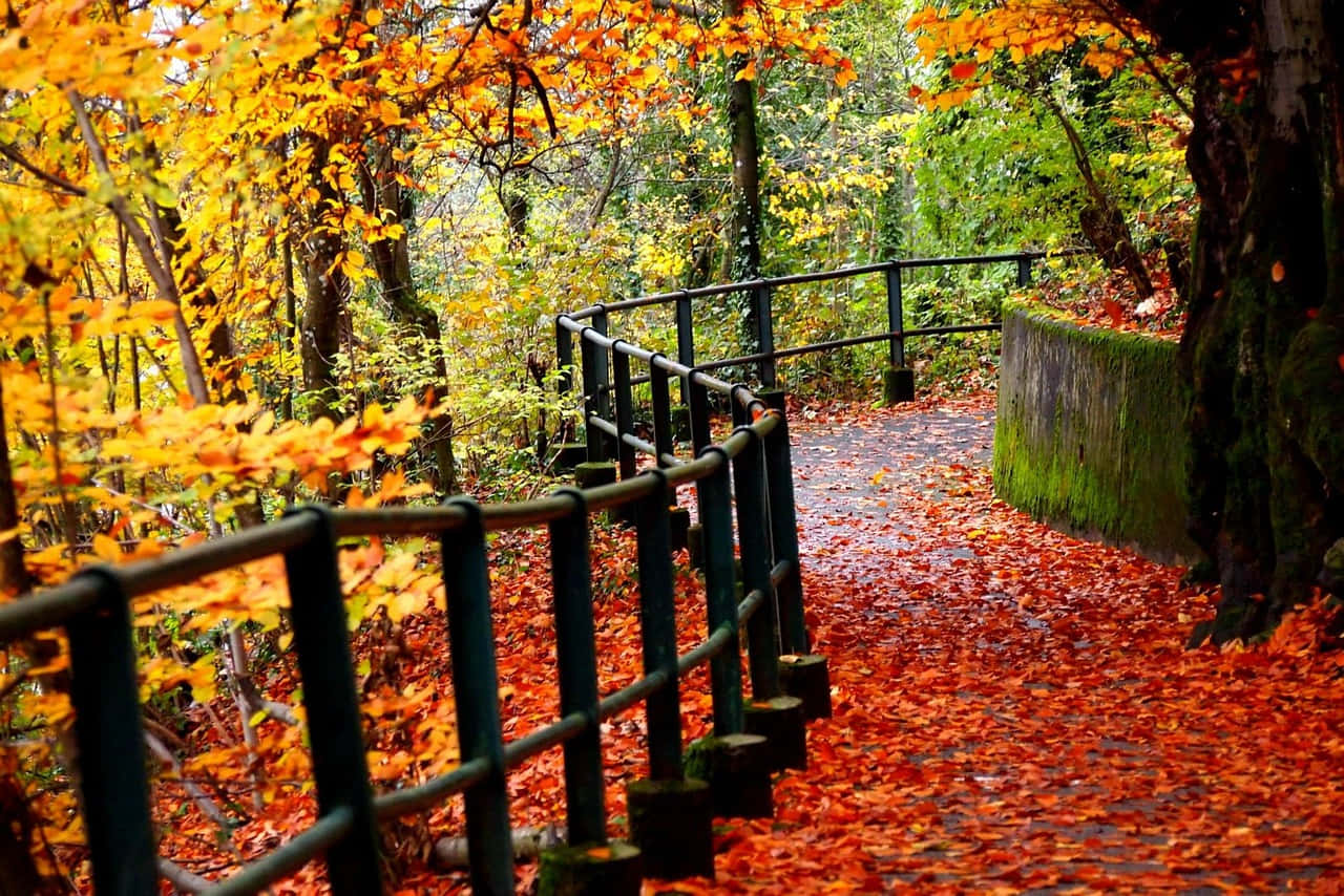 Abbracciala Bellezza Naturale Dell'autunno.